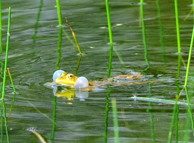 Che fame!! - Pelophylax sp.